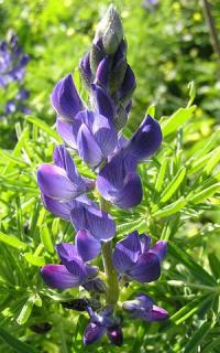 Lupinus angustifolius