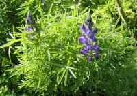 Lupinus angustifolius