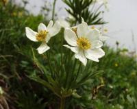 Anemone narcissifolia