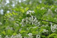 Robinia pseudoacacia