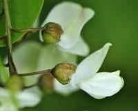 Robinia pseudoacacia