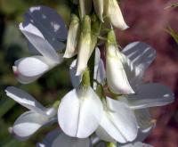 Galega officinalis