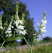 Galega officinalis