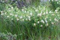 Galega officinalis