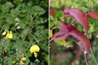 Colutea arborescens subsp. gallica