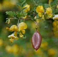 Colutea arborescens subsp. gallica