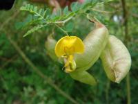 Colutea arborescens subsp. gallica