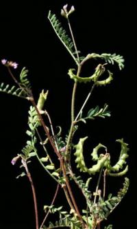 Astragalus peleccinus