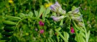 Astragalus peleccinus