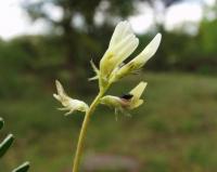 Astragalus hamosus