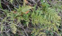 Asplenium adiantum-nigrum