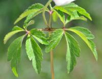 Anemone nemorosa