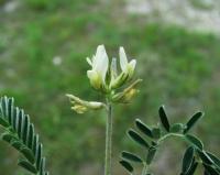 Astragalus hamosus