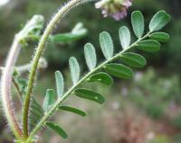 Astragalus echinatus