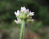 Astragalus echinatus