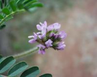 Astragalus echinatus