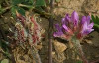 Astragalus echinatus