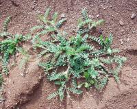 Astragalus echinatus