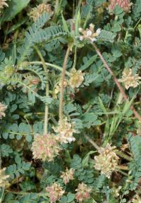 Astragalus sesameus