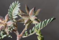 Astragalus sesameus