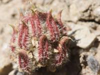 Astragalus sesameus