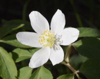 Anemone nemorosa