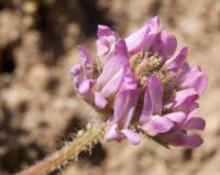 Astragalus sesameus