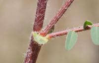 Astragalus sesameus