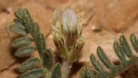 Astragalus stella