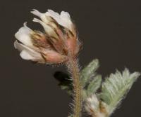 Astragalus stella