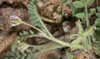 Astragalus stella