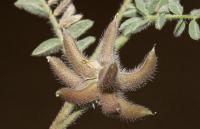 Astragalus stella