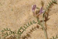 Astragalus baionensis 