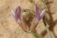 Astragalus baionensis 