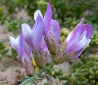 Astragalus baionensis 