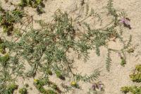 Astragalus baionensis 