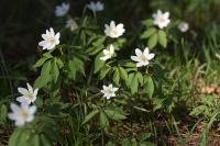 Anemone nemorosa