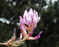 Astragalus monspessulanus