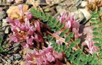 Astragalus monspessulanus