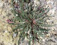 Astragalus monspessulanus subsp. monspessulanus