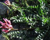 Astragalus incanus