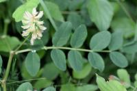 Astragalus glycyphyllos