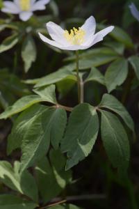 Anemone nemorosa