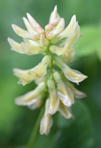 Astragalus glycyphyllos