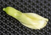 Astragalus glycyphyllos