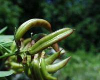 Astragalus glycyphyllos