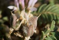 Astragalus glaux