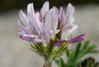Astragalus glaux