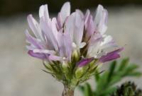 Astragalus glaux