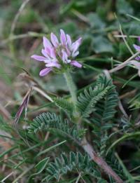 Astragalus glaux